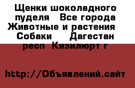 Щенки шоколадного пуделя - Все города Животные и растения » Собаки   . Дагестан респ.,Кизилюрт г.